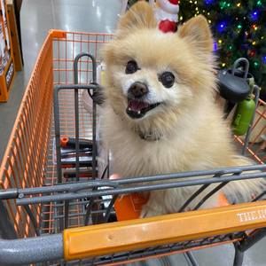 Meet your Posher, Donald